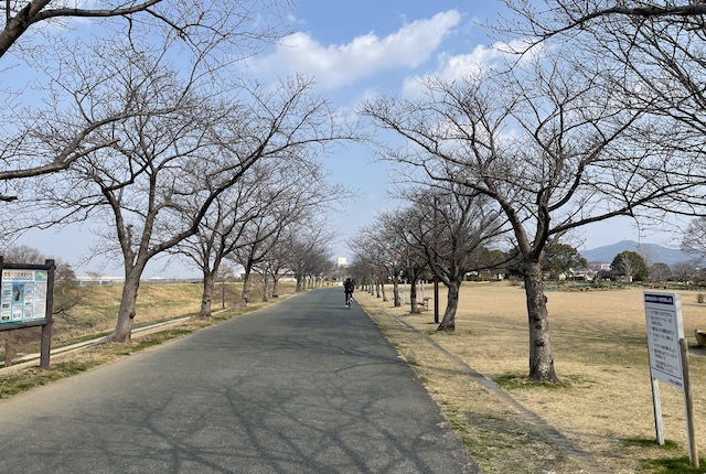 久留米百年公園の桜並木