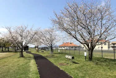 笛田中央公園（熊本市南区）桜のウォーキングコース