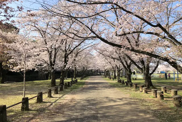 八景水谷公園の桜並木