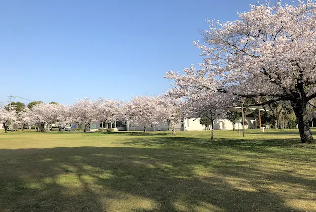 八景水谷公園の花見広場