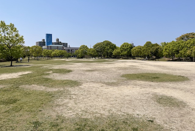 箱崎公園の芝生広場
