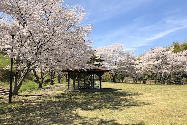 一本松公園のお花見広場