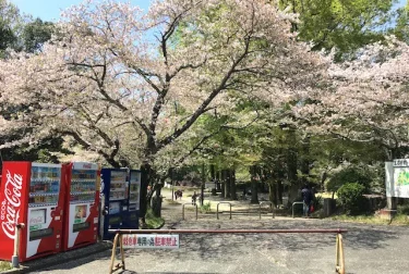 蛇ヶ谷公園（熊本県玉名市）桜の名所のロングスライダー