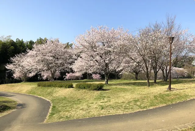 妙泉寺公園のお花見広場