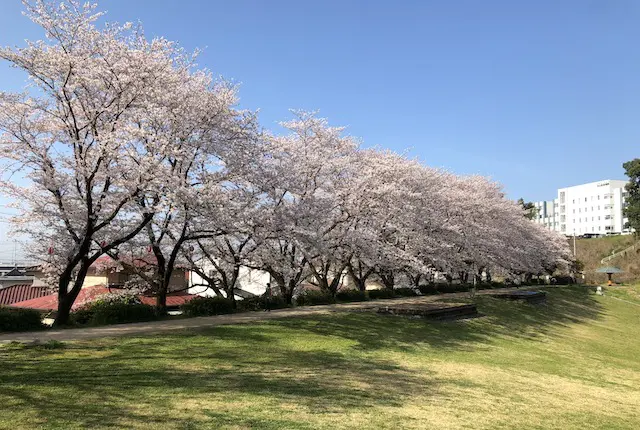 妙泉寺公園の桜