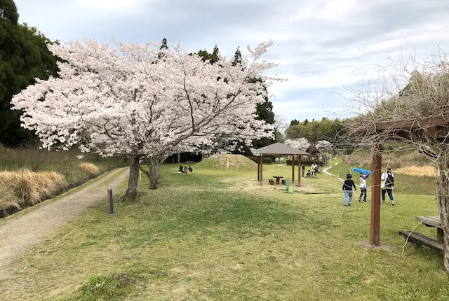 塚原古墳公園の桜