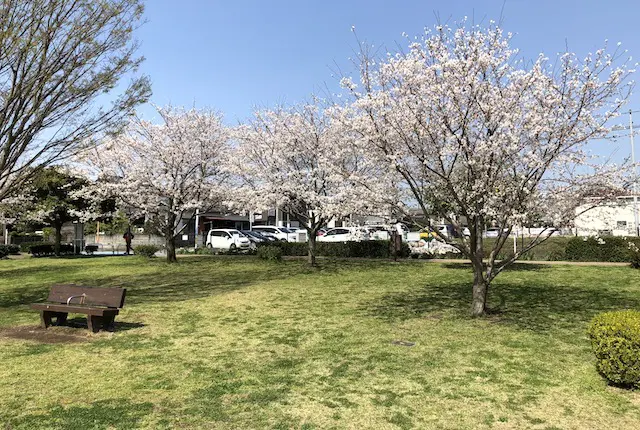 山ノ内中央公園の桜