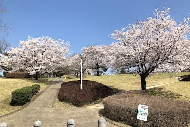 ふれあいの森公園の桜