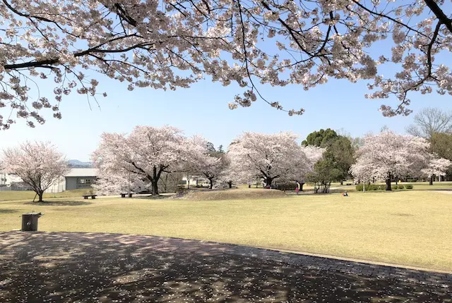 お花見広場の桜
