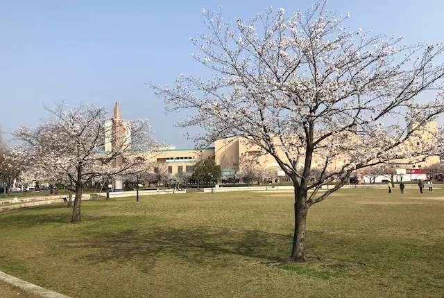 平成中央公園の桜