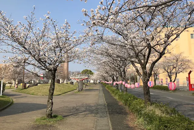 平成中央公園の桜祭り