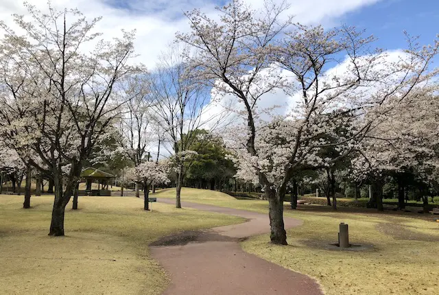 熊本県民総合運動公園ちびっこ広場の桜