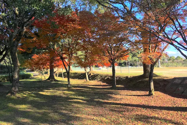 岡岳公園の紅葉