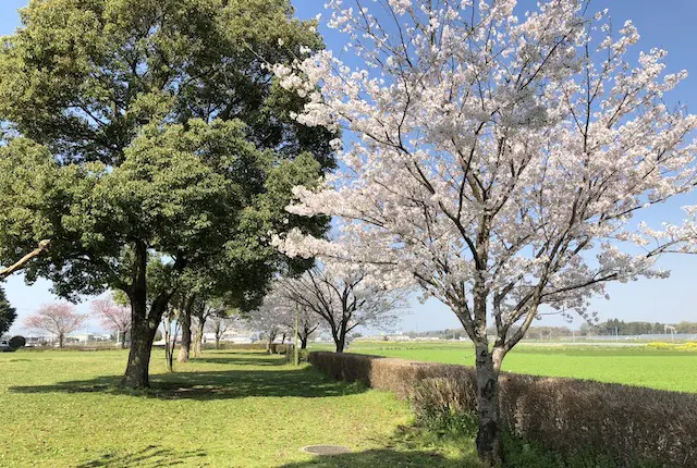 菊陽杉並木公園スポーツ広場の桜