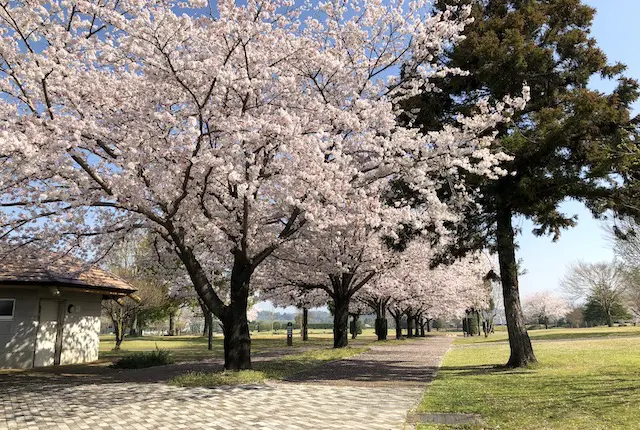 菊陽杉並木公園の桜