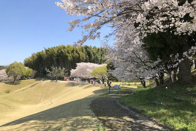 竹迫城跡公園の桜