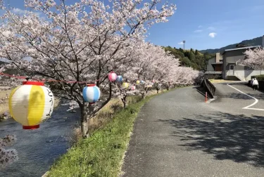 石橋公園の桜