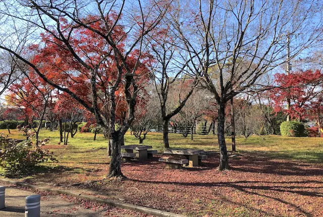 菊池公園バーベキュー広場の紅葉