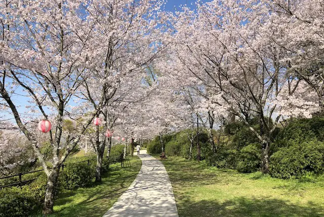 菊池公園の桜祭り