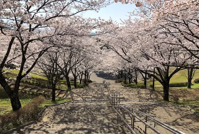菊池公園の階段の桜並木