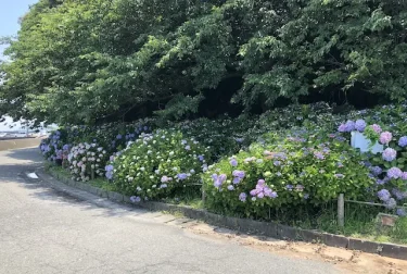 住吉自然公園（熊本県宇土市）梅雨に色づく紫陽花スポット