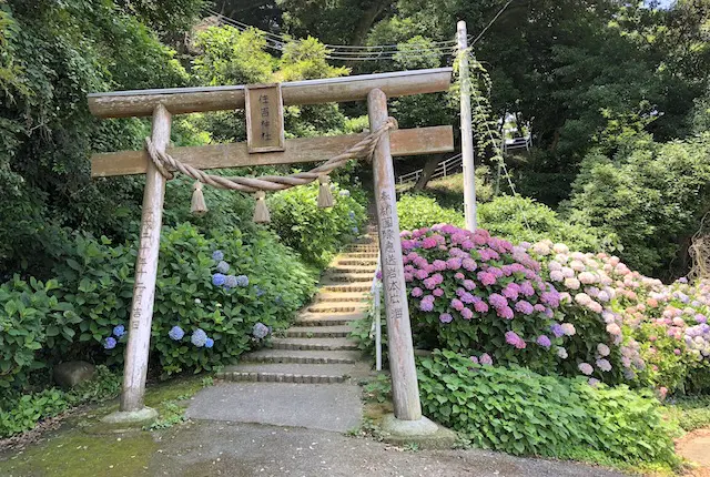 住吉神社の鳥居と紫陽花