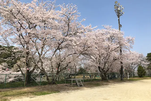 桜ヶ丘グラウンドの桜