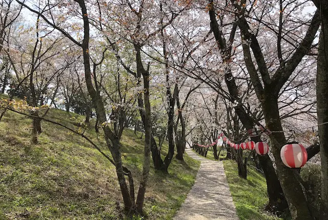 桜ヶ丘グラウンドの桜祭り