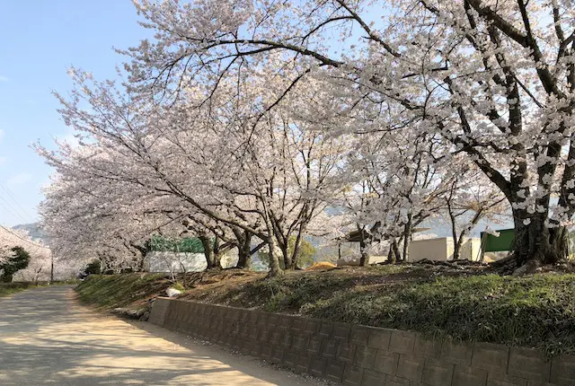 宇土市スポーツセンターの桜
