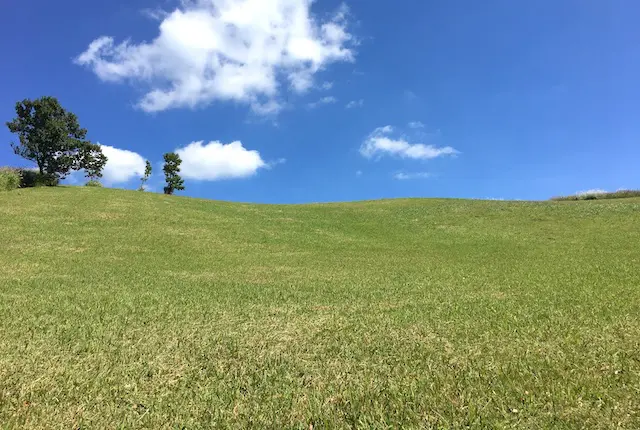 ヒゴタイ公園の芝生