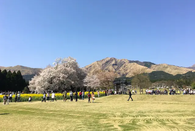 一心行公園の大桜と阿蘇の山並み