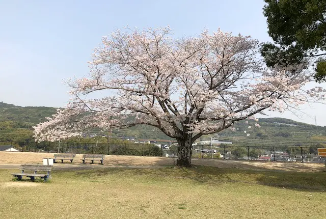柿原公園の桜
