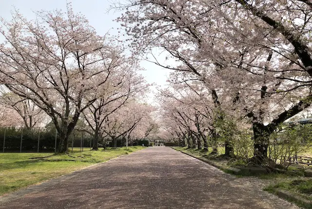 柿原公園の桜並木