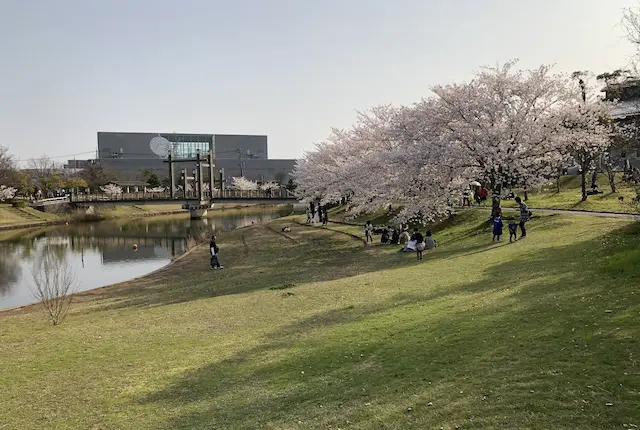 松江市北公園の桜
