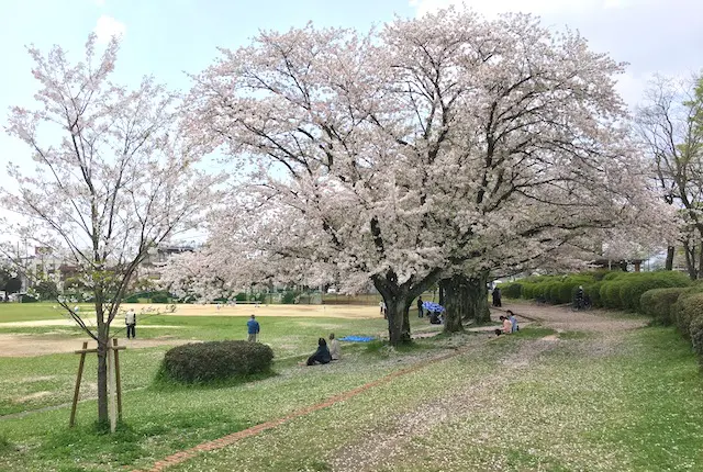 錦ヶ丘公園の桜