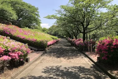 昭和園（熊本県大津町）つつじと桜の公園