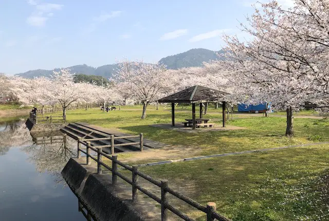 立岡自然公園の桜
