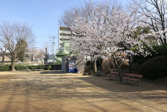 渡鹿公園の桜