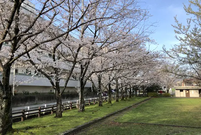坪井中央公園の桜