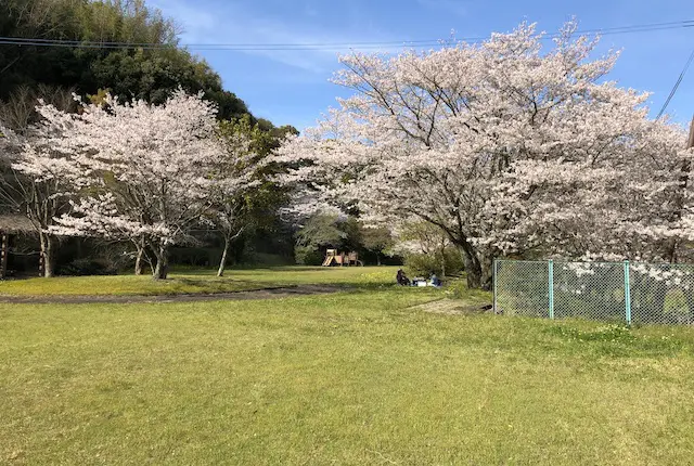 瑞厳寺公園の芝生広場と桜