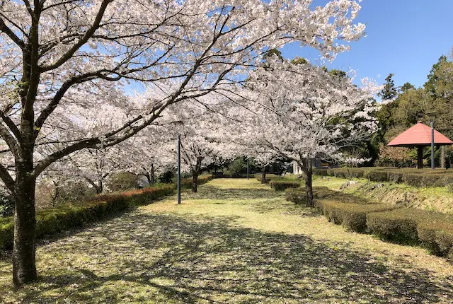蛇ノ尾公園の桜