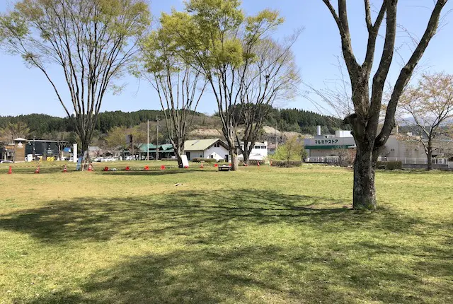 ケヤキ広場の芝生