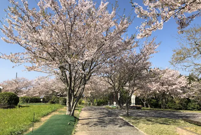 中尾山公園の桜