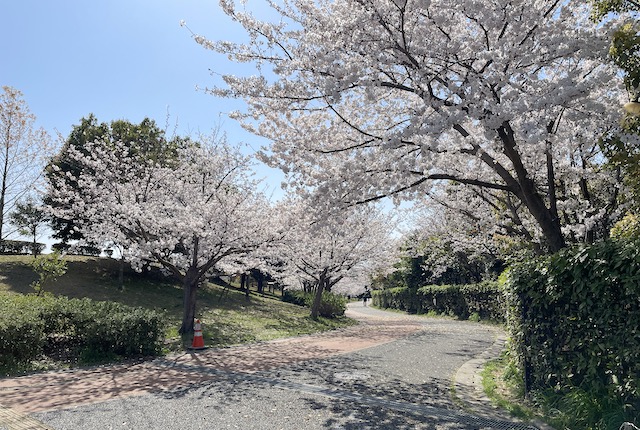 青葉公園の桜