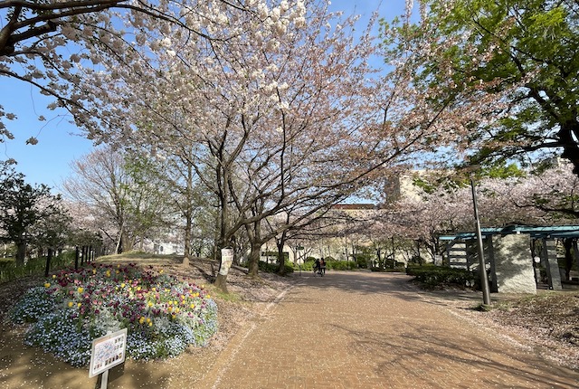 東品川海上公園のチューリップと桜