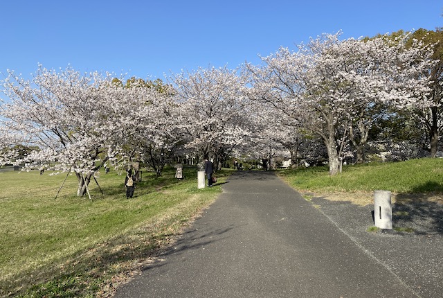 みなと100年公園の桜