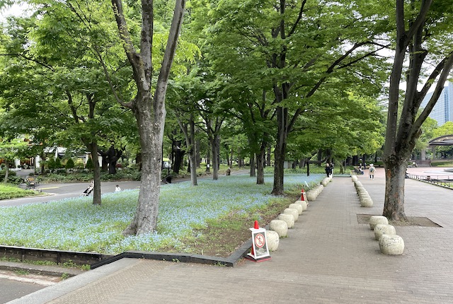 日比谷公園の青い花壇