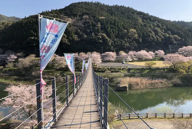市房ダム湖畔の吊り橋と桜