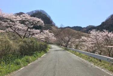 高森峠千本桜（高森自然公園）春のお花見ドライブコース