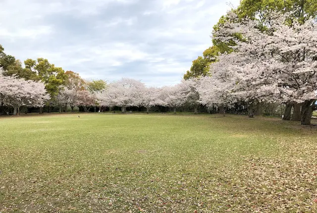 桜満開の本丸広場